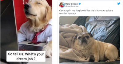 22 Adorable Dog Posts To Make Anyone's Day