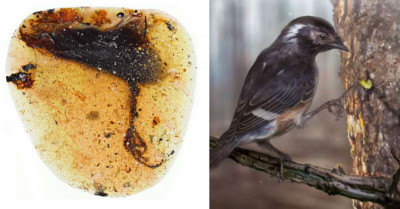 99-Million-Year-Old New Bird Species With Weird-Looking Toes Has Been Discovered In Myanmar