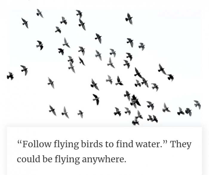 #27 They could be migrating. Who knows?