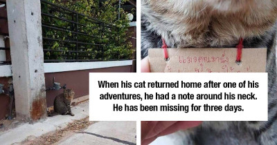Cat Returns Home After One Of His Adventures With A Note Around His Neck