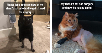 15 Photos Of Cats With Haircuts That Are Funny And Sad At The Same Time