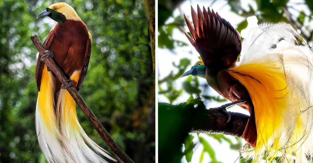 Meet The Lesser Bird Of Paradise - A Magnificent Species Covered In Gold And Emerald Green