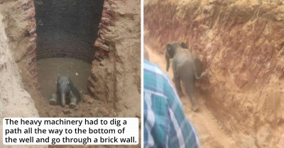 This Baby Elephant Was Saved From A 30-Foot Hole In India Thanks To A Huge Team Of Rescue Workers