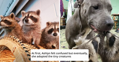 Sweet Pit Bull Adopts Three Orphaned Baby Raccoons