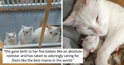 A Stray Cat In Need Appeared On A Doorstep With Her Kittens, Waiting For The Owner To Notice And Help Her