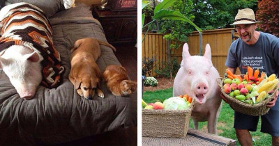 Couple Thought They Brought a Mini Pig Home to Keep as a Pet Only to Find Out It Grows Way Bigger
