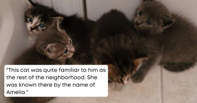 Security Camera Footage Shows Cat Bringing Her Kittens To The Garage For Their Safety In The Eye Of The Storm