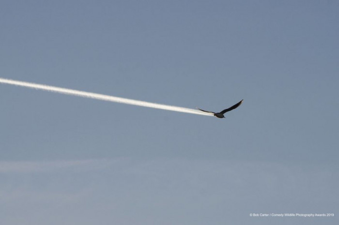 25. Jet stream?
