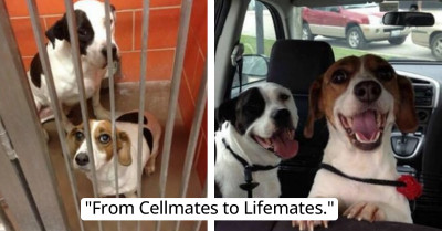 15 Animals' Photos "Before And After Adoption" Show Their Life-Altering Moment And Immense Happiness In New Forever Homes
