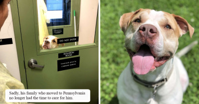 Poor, Adorable Dog Is Still At The Shelter For Over 730 Days, And Nobody Is Adopting Him