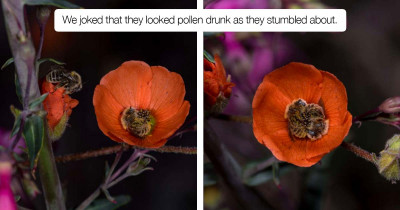 Photographer Planned To Take Photos Of Wildflowers, But Ended Up Capturing Beautiful Pictures Of A Pair of Sleepy, Snuggling Bees