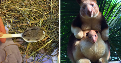 Make Your Day Better With 50 Of The Most Adorable Baby Animals To Ever Exist