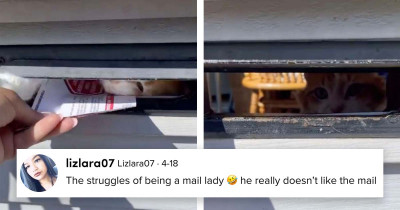 Cat Refuses To Let Any Mail Be Delivered At All