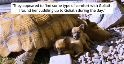 Rescue Puppies Became Friends With A Giant Turtle And It's Just So Wholesome