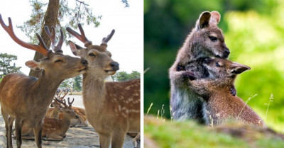 21 Pictures Of Animals Keeping Each Other Cozy That Will Give You Warm Fuzzy Feelings