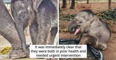 Feast Your Eyes On This Adorable Baby Elephant Enjoying Its First Bath After Being Rescued
