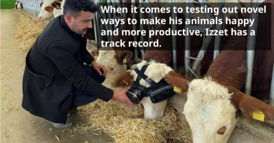 Cows Were Given Virtual Reality Sets During Winter To Make Them Feel Like They're Outside And It Increased Their Milk Production