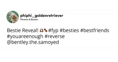 Dog Gets Smitten By The Neighbour's Pup, And Even Goes On Dates With Him