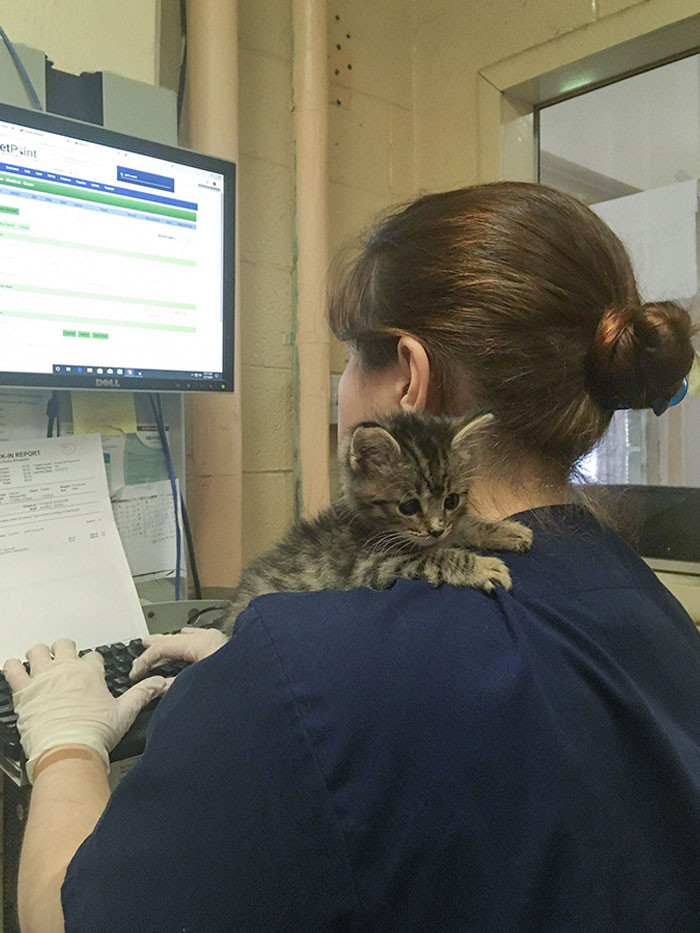 This kitten is the perfect work buddy