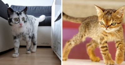 14 Pets Who Look Even More Adorable Due to Their Unique Characteristics Caused by Genetic Mutation