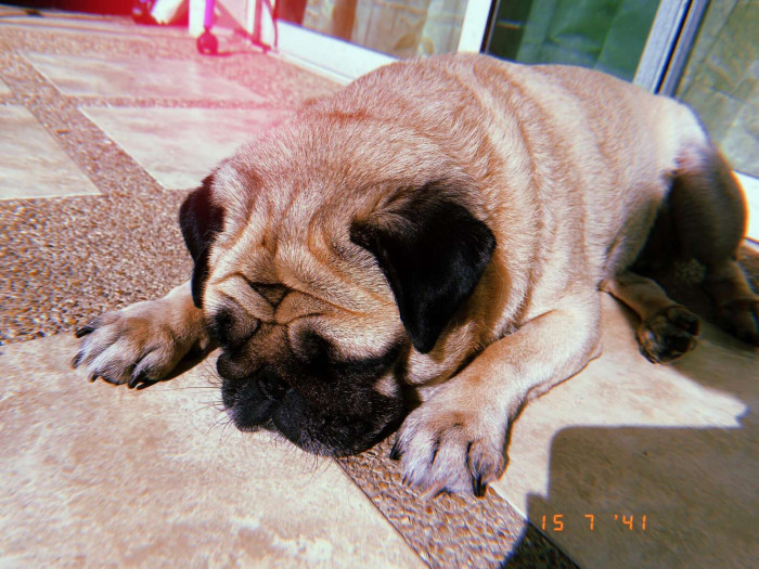 Kaijeaw was delighted to see her friend again, and the deliveryman once again showered the sweet pug with attention.