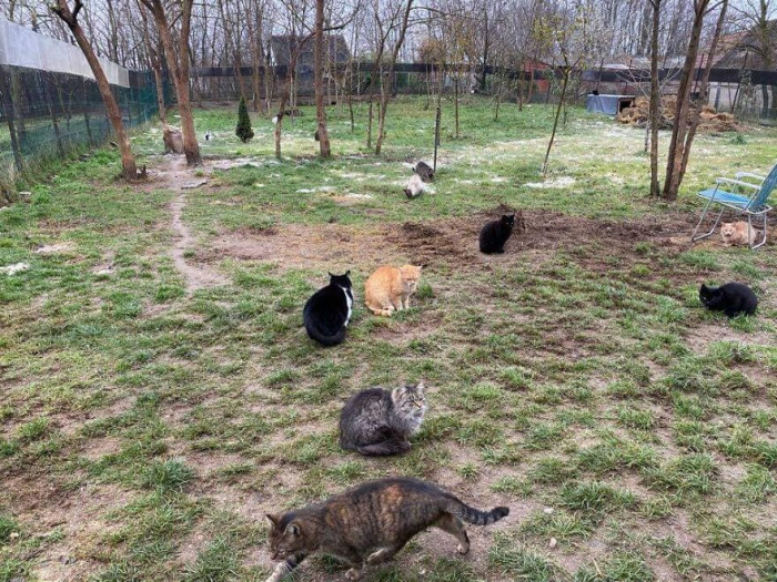 12. These furballs are delighted that they now have a place to call home. All they needed was love and support to thrive