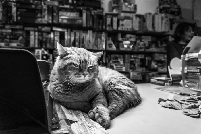 Cat looking toward the camera in a workplace, emphasizing relationship and warmth