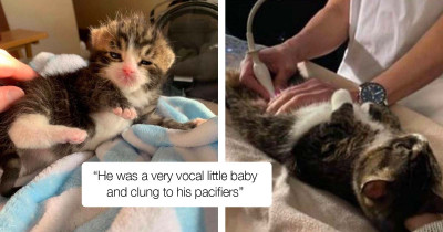 Mama Cat Is Ecstatic After Reuniting With Her Newborn Kitten