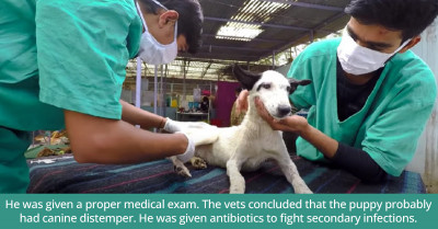 The Poor Street Puppy Was So Starved He Couldn’t Walk, And Now He Is Healthy And Happy