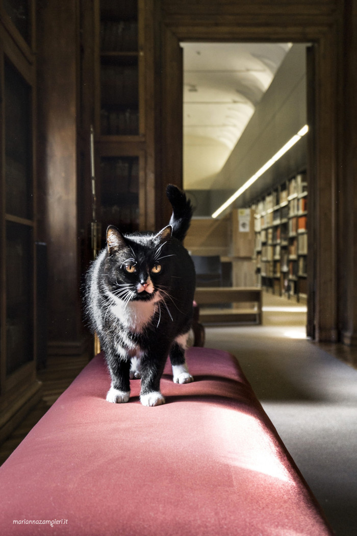 Close view of a cat in a library, surrounded by books and warm light