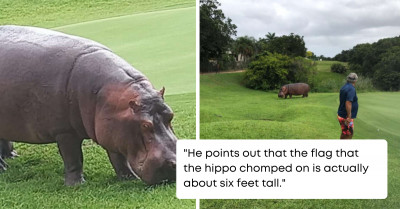 Giant Hippo Visits A Golf Course To See How the Golfers Are Doing