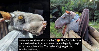 This Bat With A Huge Head Surprises People All Over The Internet With Its Peculiar Appearance