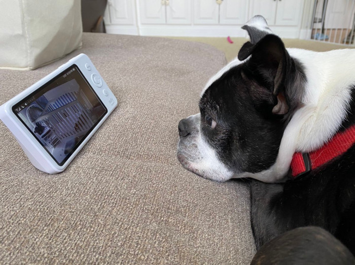 Here's good boy Henry making sure that his little human is alright