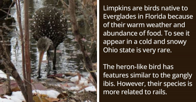 A Group Of People Are Astonished To Catch A Rare Glimpse Of A Wetland Bird In A Snowy Ohio Wildlife Park
