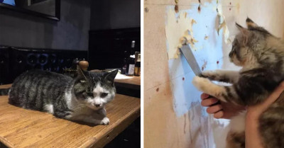 23 Photos Of Independent Cats Who Have Very Important Jobs To Do