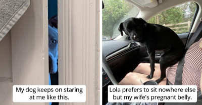 22 Hilarious Times Dogs Decided That It’s A Good Day To Change Their Default Settings