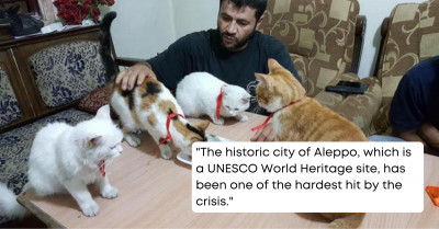 One Man Has Done The Unthinkable By Staying Behind To Rescue And Care For Hundreds Of Homeless Cats In War-Torn Syria