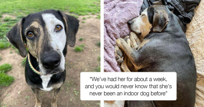 Rescue Dog Gets To Sleep In Bed For The First Time, And Her Reactions Are Heartwarming