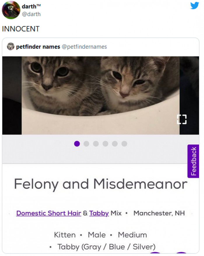14. They did nothing wrong! The cats have been framed for the crimes!