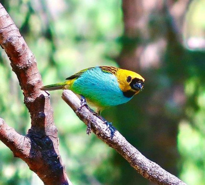 The Gilt-Edged Tanager Is A Stunning Little Bird In Iridescent Yellow ...