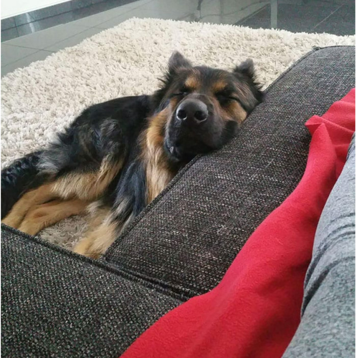 15. This dog sleeps only after making sure his owner is asleep, and that kind of love is just pure.