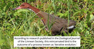 Bird That Was Once Thought To Be Extinct Surprisingly Comes Back Into Existence