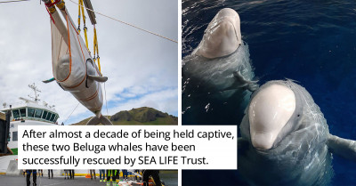 Two Beluga Whales Are Finally Free and Back in the Sea After Nine Years of Captivity