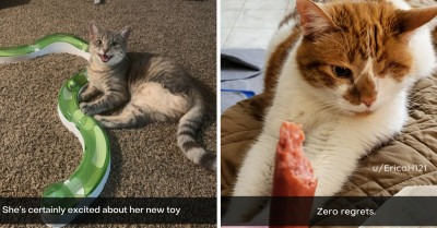 40+ Cats Behaving In Ways That Absolutely Crack Us Up