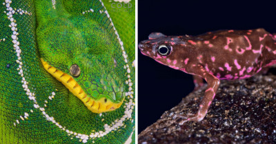 Earth's Most Interesting Cold-Blooded Animals Photographed Over 30 Years