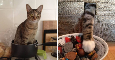Cats Can Be Total Jerks And These Are The 20 Examples That Prove It