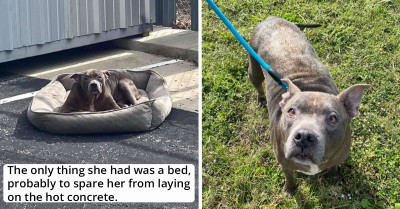 This Sad Dog Was Found Abandoned In Parking Lot With Nothing But A Bed For Comfort
