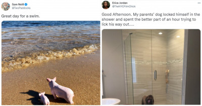 17 Of The Cutest Tweets Featuring Animals On Twitter That Will Simply Make You Go 'Aww'