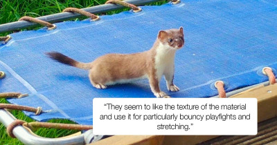 A Camera Caught Baby Weasels Having Fun On A Trampoline, And The Video Is Adorable