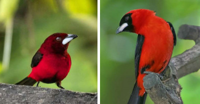 Fiery Red Feathers, Black Wings and Tail, and a Shining Beak Make the Crimson-Backed Tanager's Appearance Spectacular